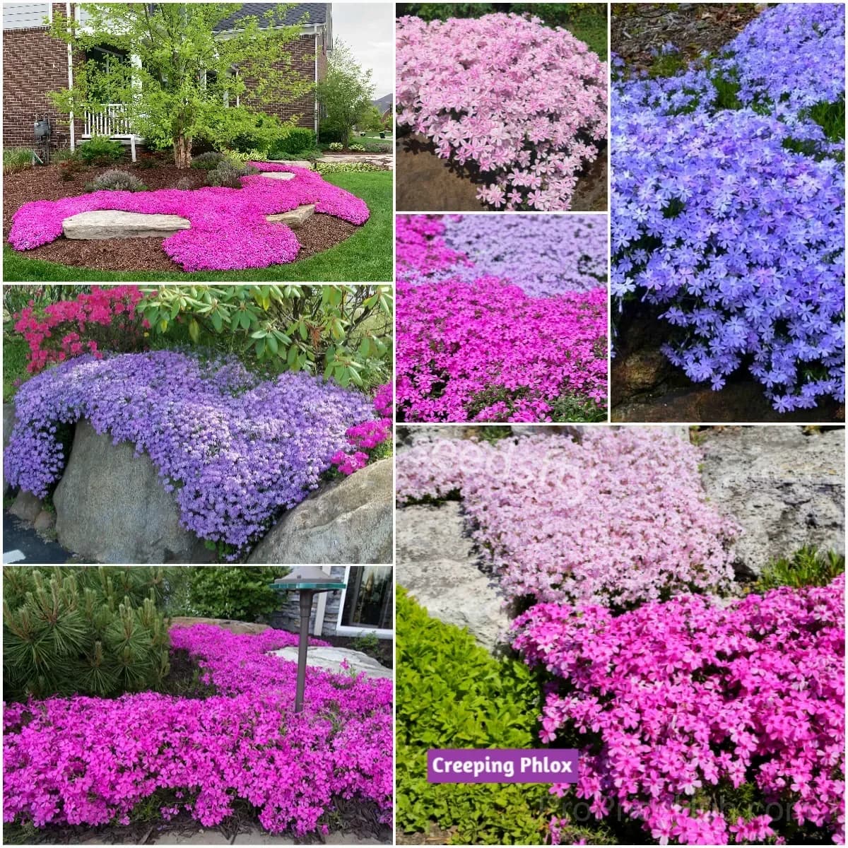 Creeping Phlox Seeds - Perennial Ground Cover with Vibrant Flowers - View 1