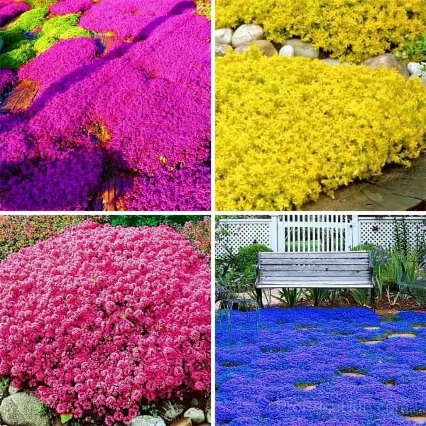 Low-Maintenance Thyme Seeds for Garden Planting - View 1