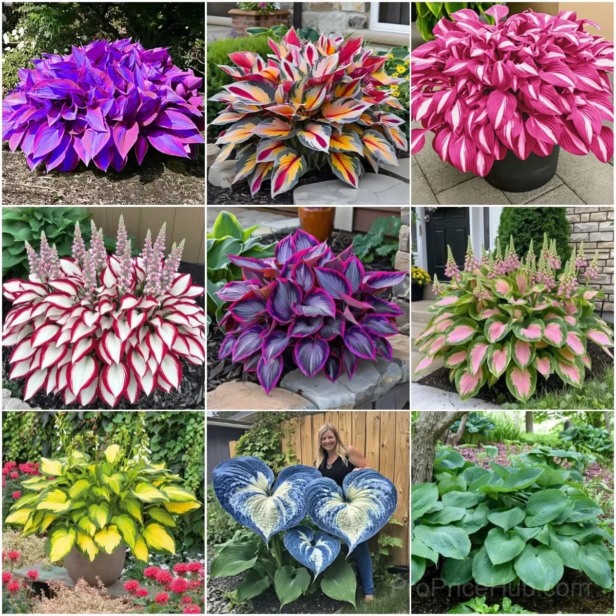 Rare Hosta Bulbs for Elegant Shade Gardens - View 1