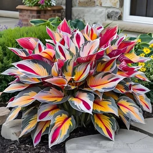 Rare Hosta Bulbs for Elegant Shade Gardens - View 7