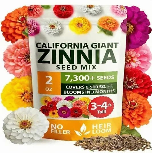 Zinnia Seeds - Heirloom, Pure, No Filler Flower Seeds - View 1