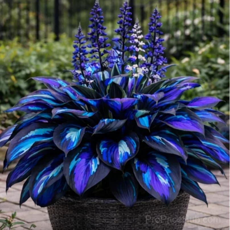 Hosta Bulbs for Shade - Easy Lush Perennial Growth - View 2