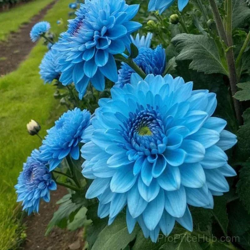 Rare Double Dahlias - Bold Lush Blooms for Unique Gardens - View 2