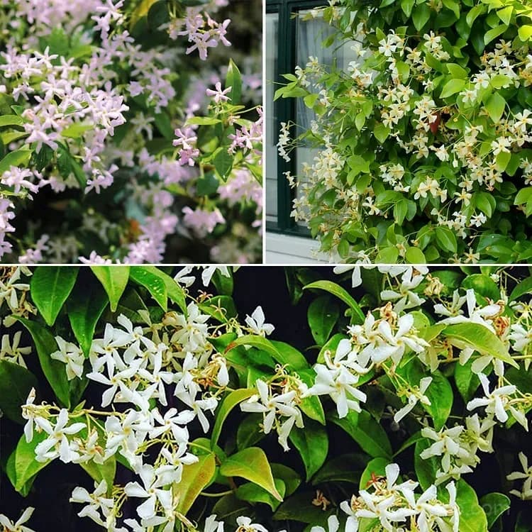 Windmill Jasmine Seeds - View 1