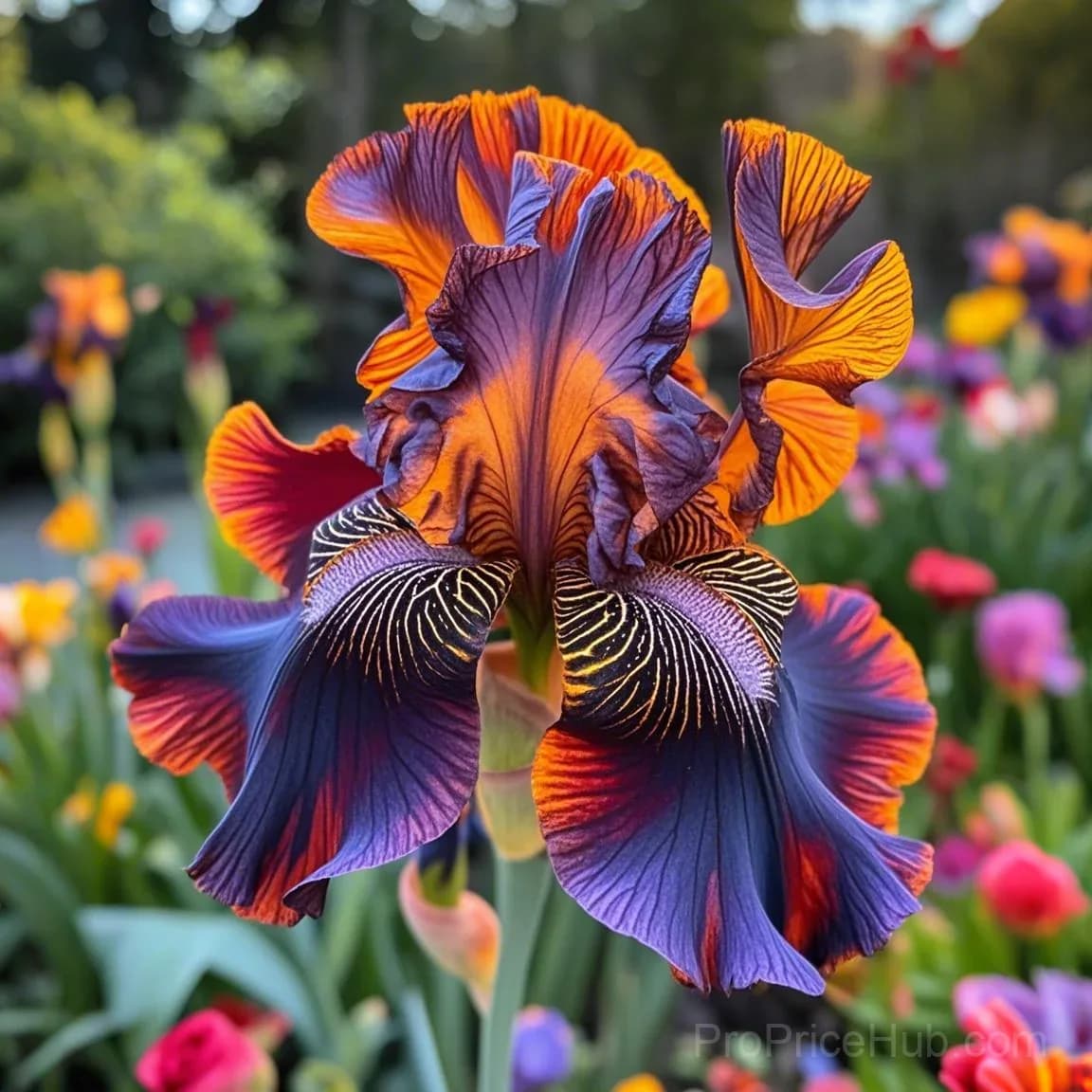 Rare Iris Bulbs | Flower Bulbs for Gardens - View 23
