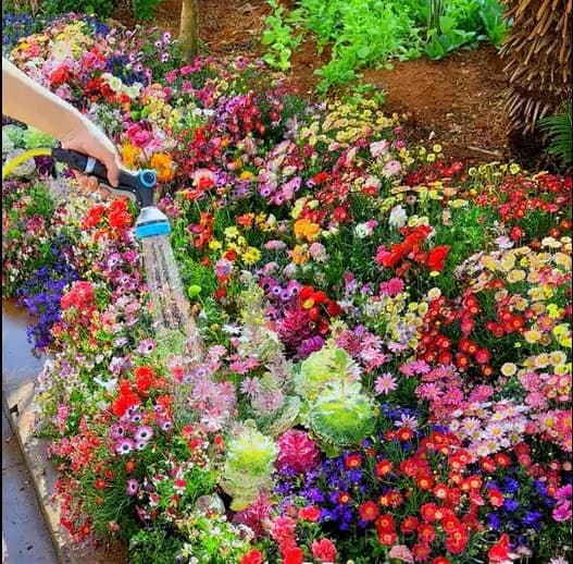 All-Season Mixed Perennial Flower Seeds – 90+ Varieties for Continuous Blooms - View 2