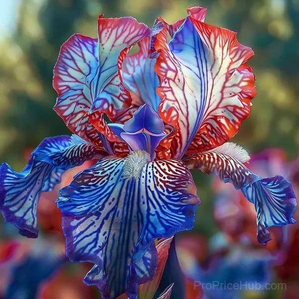 Rare Iris Bulbs | Flower Bulbs for Gardens - View 4