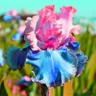 Rare Iris Bulbs | Flower Bulbs for Gardens - View 21