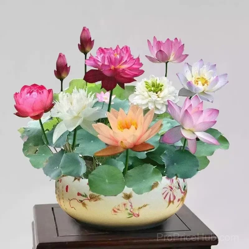 Sacred Bonsai Bowl Lotus Seeds – Water Garden Variety - View 1