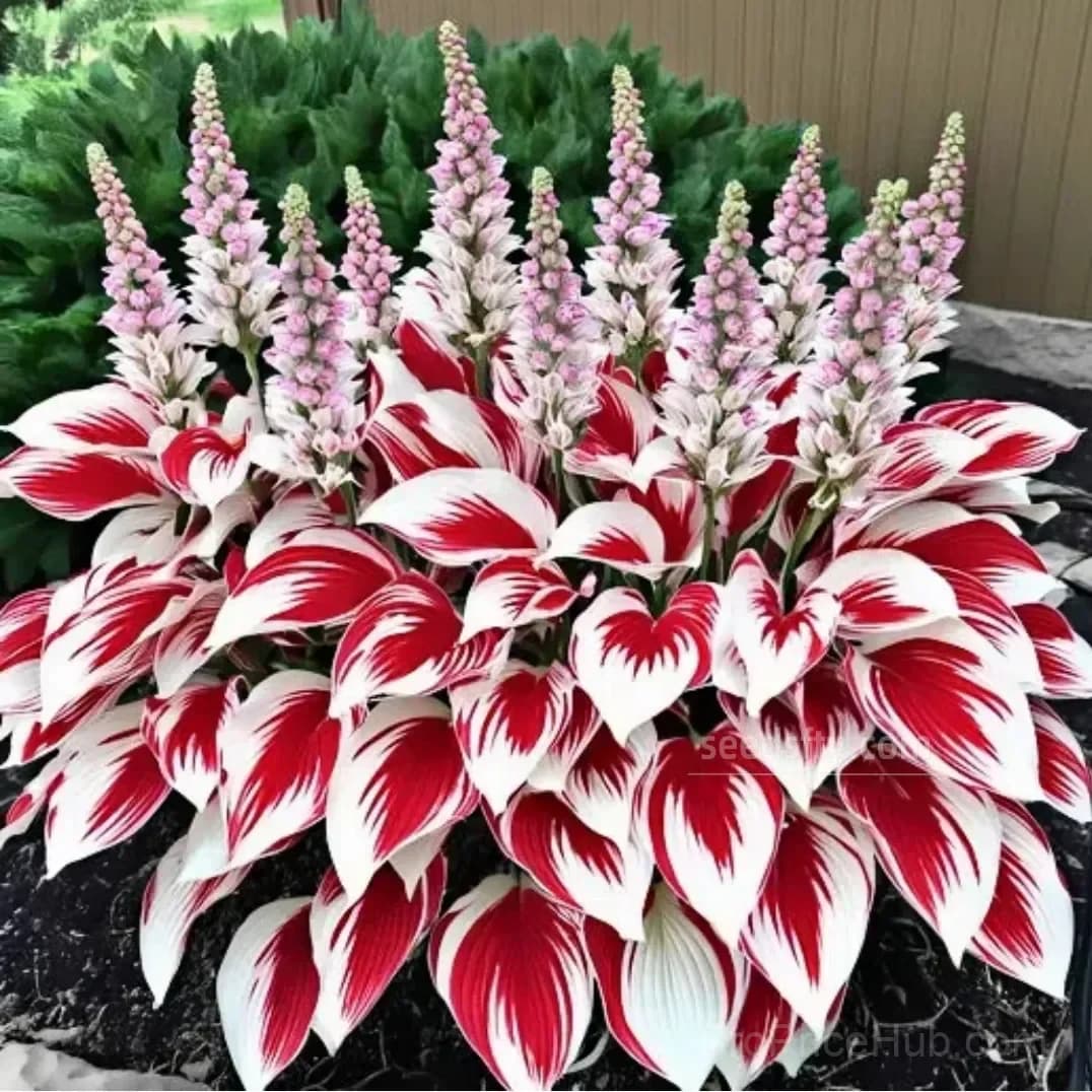 Rare Hosta Bulbs for Elegant Shade Gardens - View 15