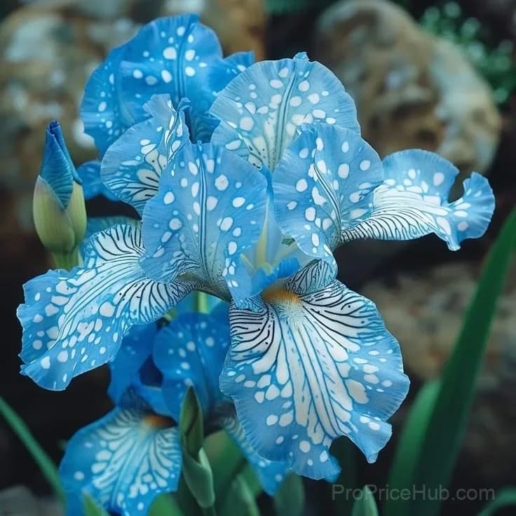 Rare Iris Bulbs | Flower Bulbs for Gardens - View 18