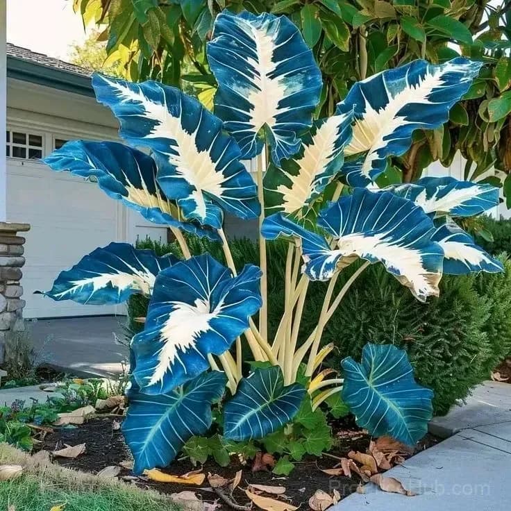Rare Giant Multi-Color Caladium Bulbs – Tropical Leaves, Easy to Grow - View 19