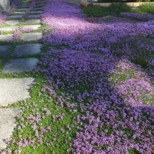 Low-Maintenance Thyme Seeds for Garden Planting - View 10