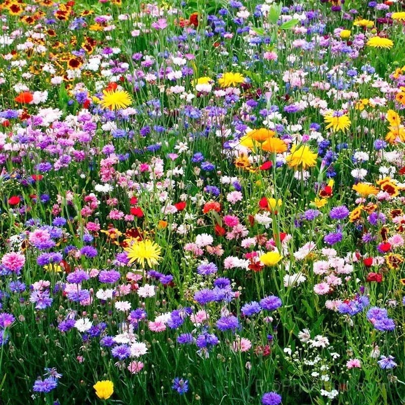 Four Seasons Wildflower Seeds, 60+ Mixed Perennial Varieties - View 4