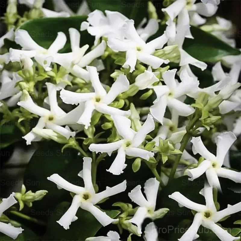 Windmill Jasmine Seeds - View 2