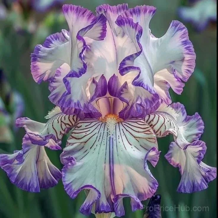Rare Iris Bulbs | Flower Bulbs for Gardens - View 2