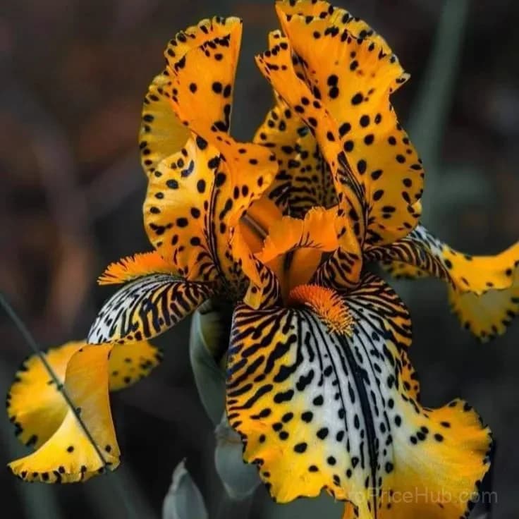 Rare Iris Bulbs | Flower Bulbs for Gardens - View 12
