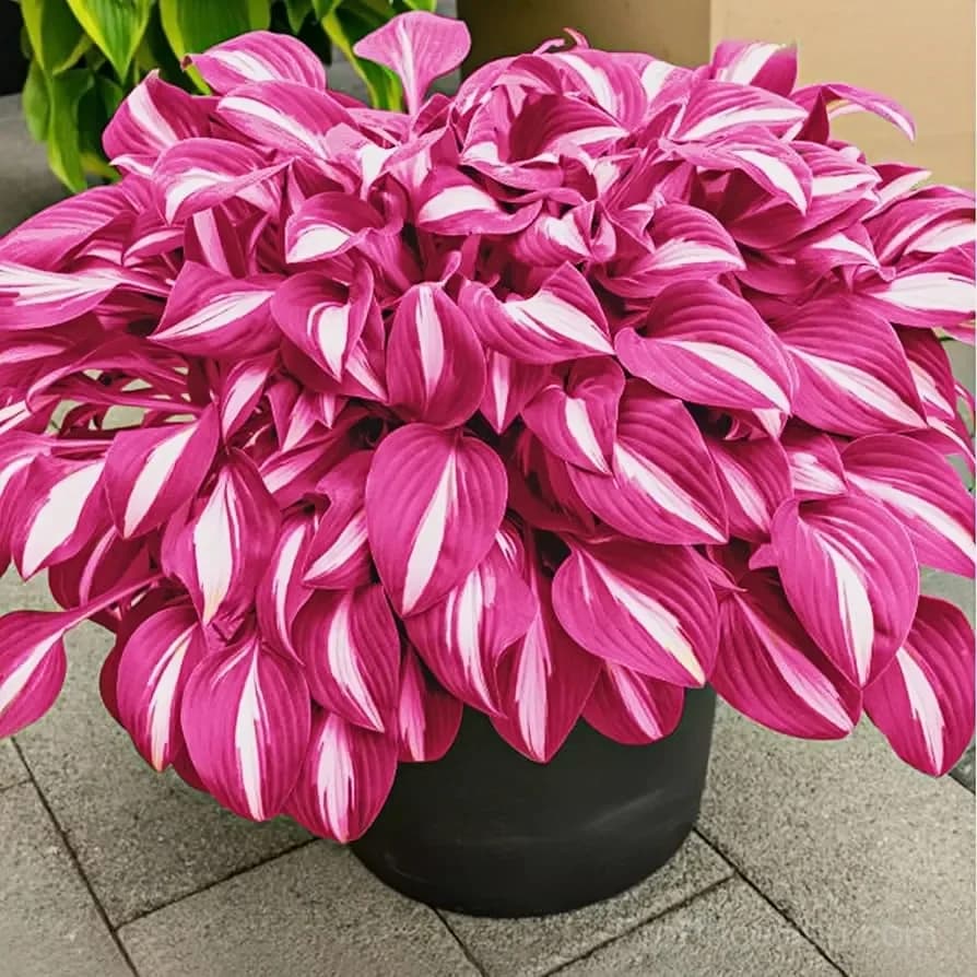 Rare Hosta Bulbs for Elegant Shade Gardens - View 8