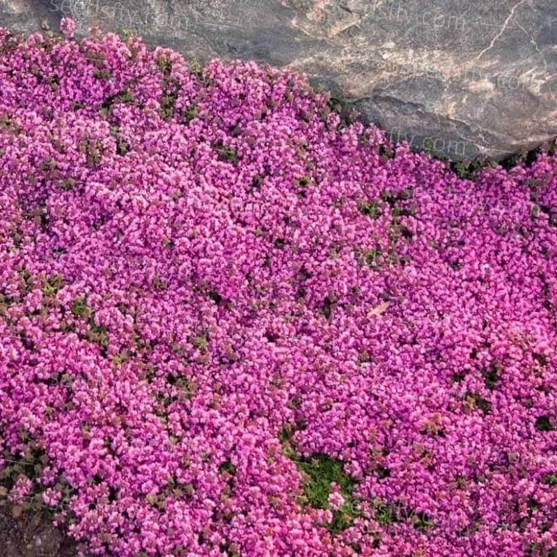 Low-Maintenance Thyme Seeds for Garden Planting - View 11