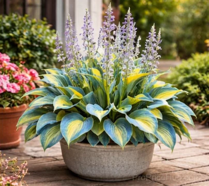 Hosta Bulbs for Shade - Easy Lush Perennial Growth - View 33