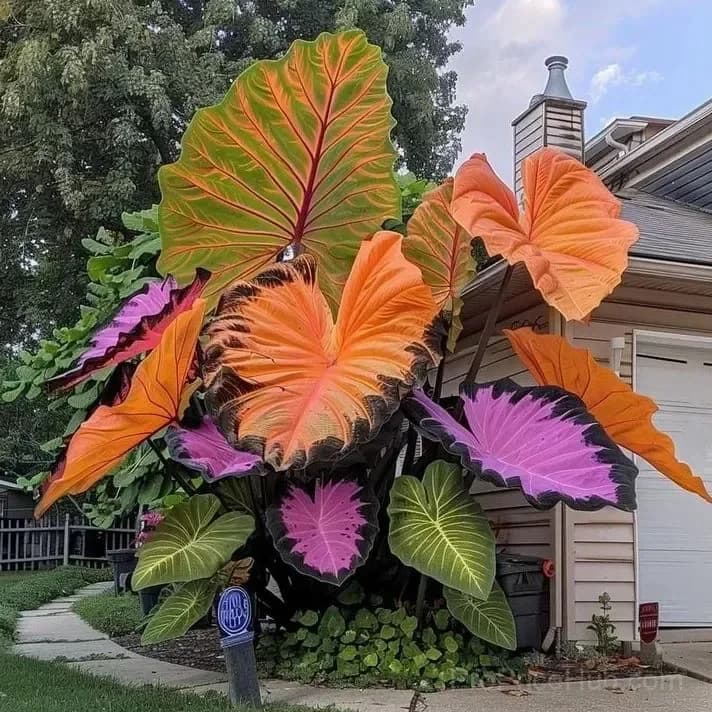 Rare Giant Multi-Color Caladium Bulbs – Tropical Leaves, Easy to Grow - View 1