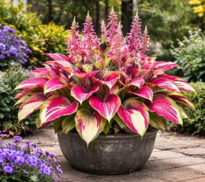 Hosta Bulbs for Shade - Easy Lush Perennial Growth - View 35
