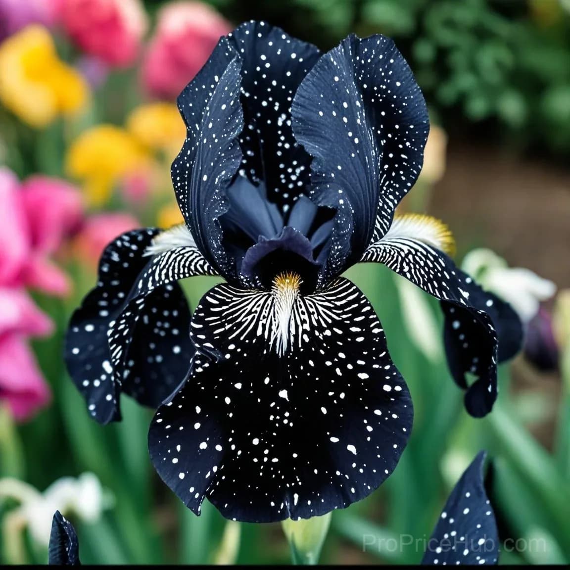 Rare Iris Bulbs | Flower Bulbs for Gardens - View 31