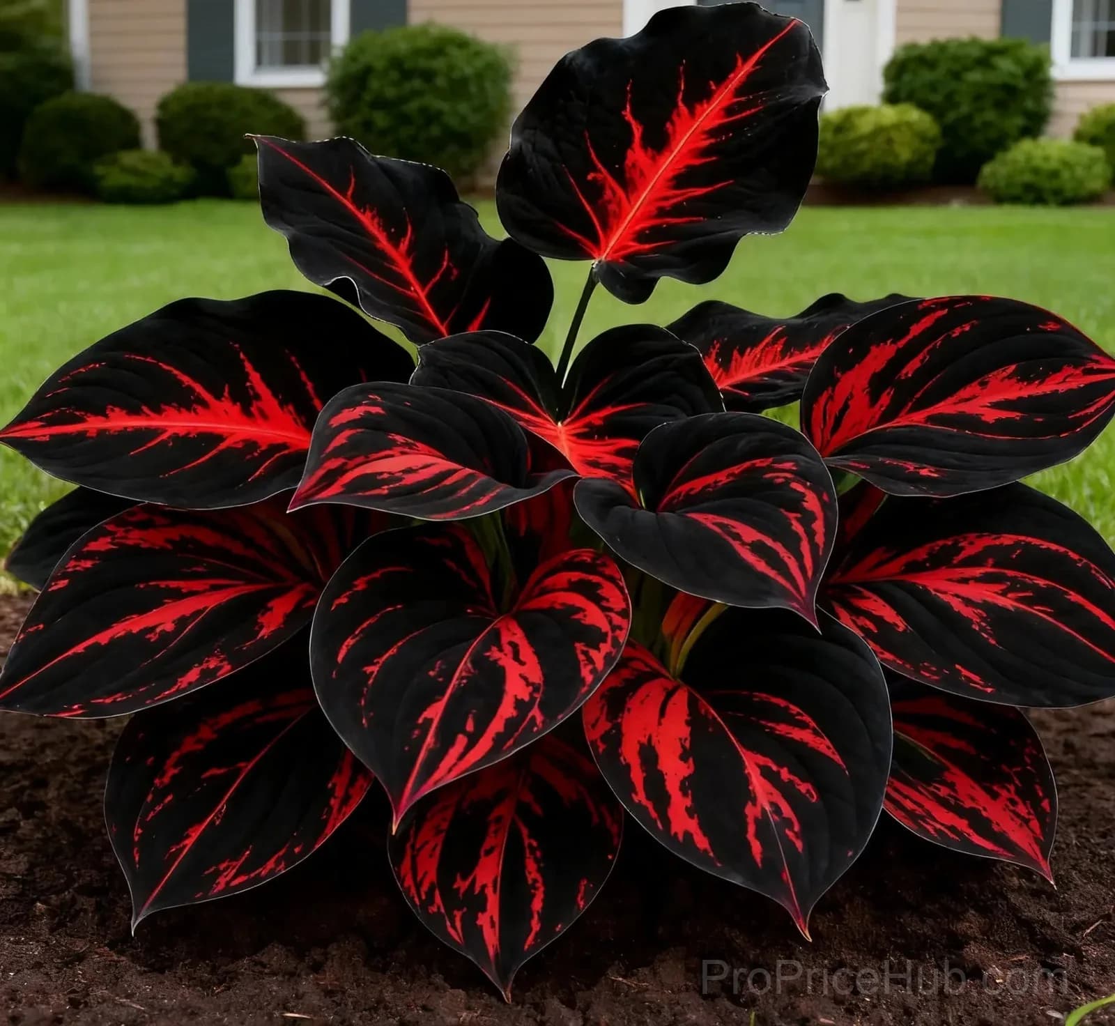Rare Premium Hosta Bulbs – Easy to Grow for Garden Transformation - View 4
