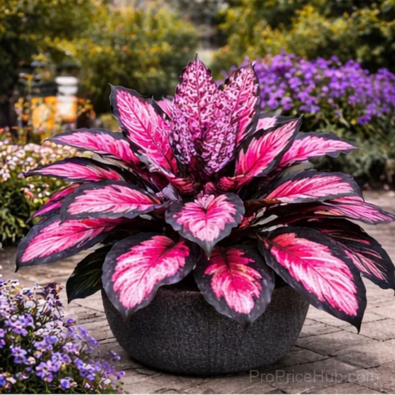 Hosta Bulbs for Shade - Easy Lush Perennial Growth - View 27