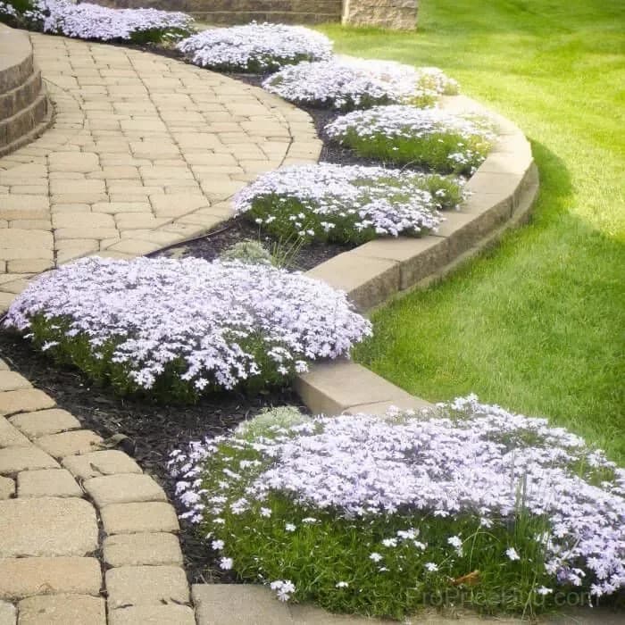 Creeping Phlox Seeds - Perennial Ground Cover with Vibrant Flowers - View 2