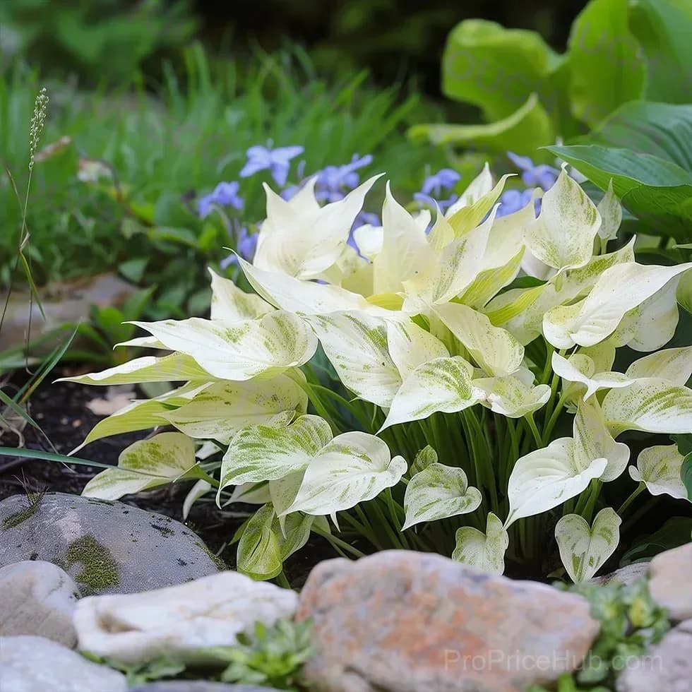Rare Hosta Bulbs for Elegant Shade Gardens - View 10