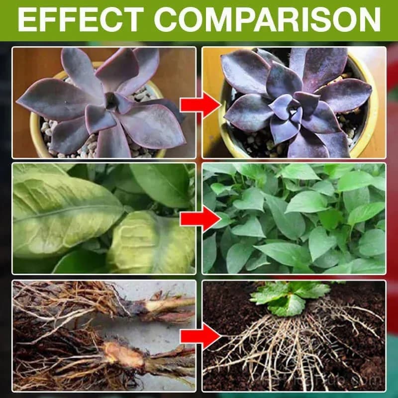 Plant Growth Enhancer Supplement - View 8