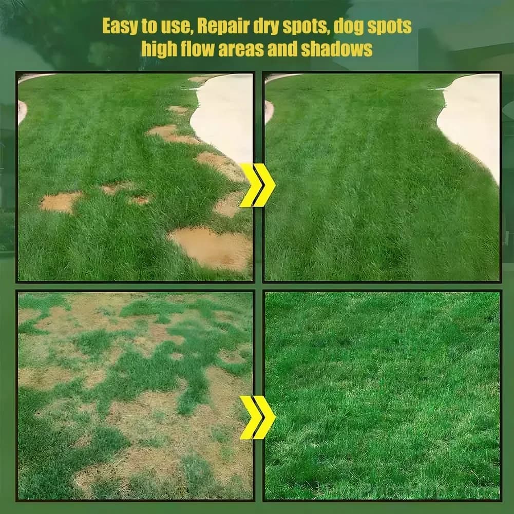 Evergreen Dwarf Grass Seed for Four Seasons - View 2