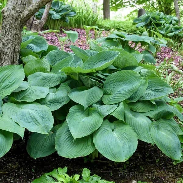 Rare Premium Hosta Bulbs – Easy to Grow for Garden Transformation - View 27
