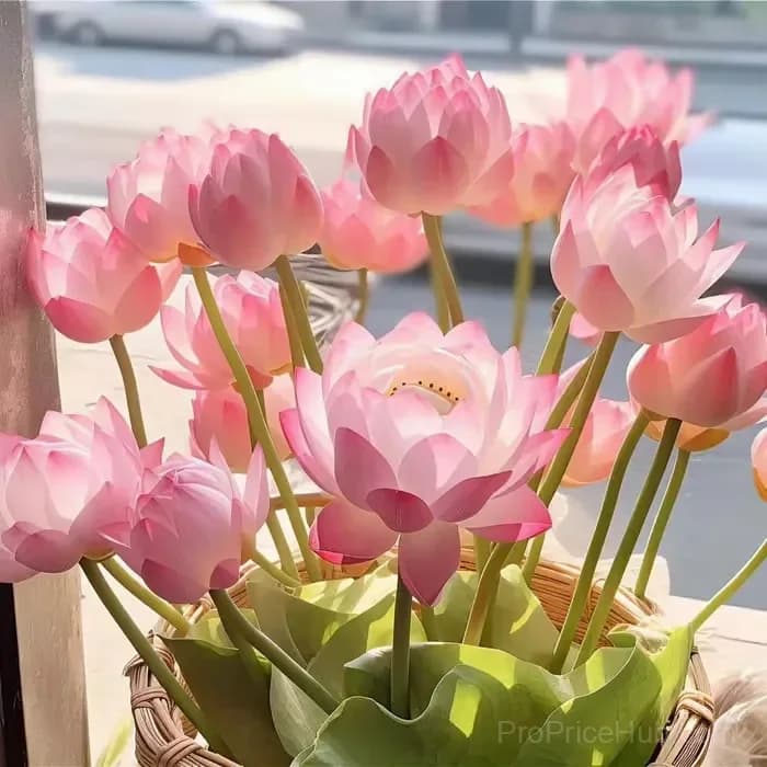 Sacred Bonsai Bowl Lotus Seeds – Water Garden Variety - View 2