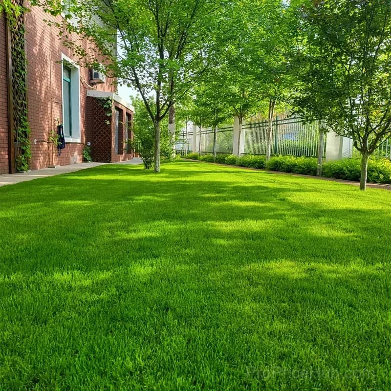 Evergreen Dwarf Grass Seed for Four Seasons - View 1
