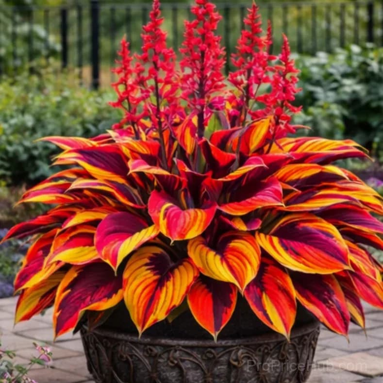 Hosta Bulbs for Shade - Easy Lush Perennial Growth - View 3